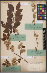 Foto von Salix caprea L.